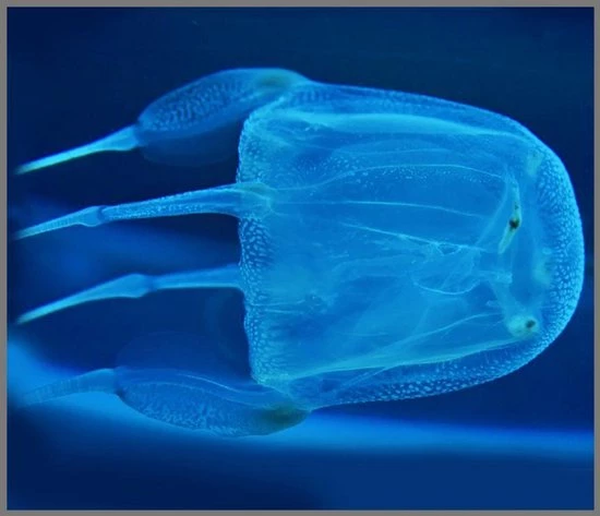 Brainstorm Toys Zaklampprojector Most Deadly - Gevaarlijke Dieren - Afbeelding 3