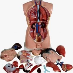 Brulo Menselijke Lichaam 19 Delig